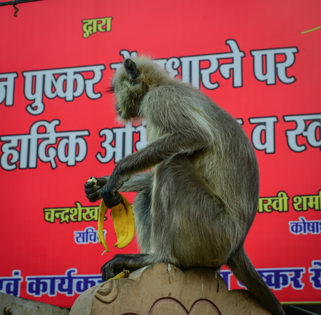 Pushkar, India - Nov 5, 2017. Monkey eating banana at street market in Pushkar, India.のeditorial素材
