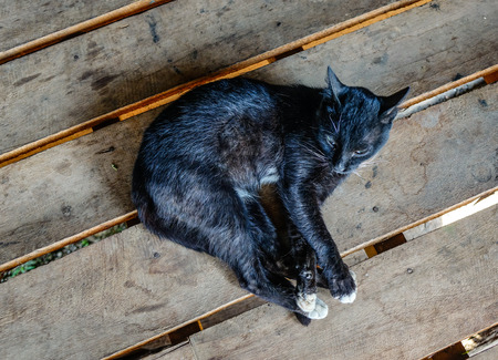 A beautiful cat at rural house in Inle Lake, Myanmar.の写真素材