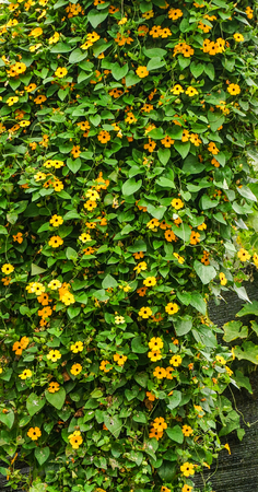 Yellow flowers on field at plantation in Cameron Highlands, Malaysia.
