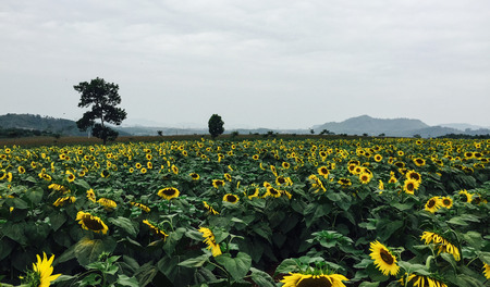 Field of sunflowers at sunny day in Northern Vietnam.の写真素材