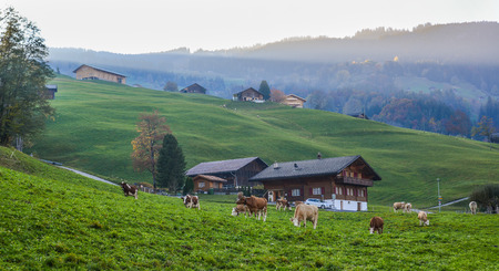Rural houses with cows in Grindelwald, Switzerland. Grindelwald was one of the first tourist resorts in Europe.の写真素材