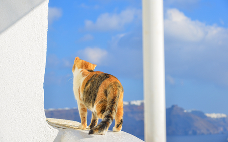 A cat sitting on white house and looking at the sea in Santorini Island, Greece.の写真素材