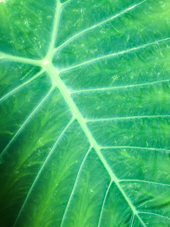 Close-up tropical leaf texture with beautiful gradient. Nature background.