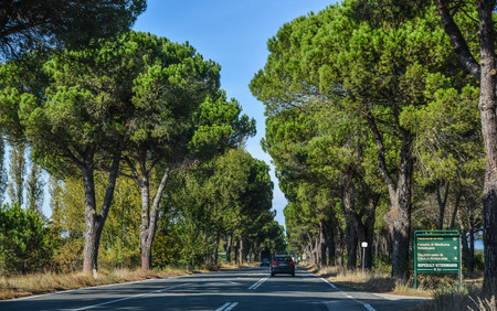 Pisa, Italy - Oct 18, 2018. Street with pine trees in Pisa, Italy. Pisa contains more than 20 other historic churches, and various bridges across the Arno.のeditorial素材