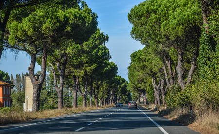 Pisa, Italy - Oct 18, 2018. Street with pine trees in Pisa, Italy. Pisa contains more than 20 other historic churches, and various bridges across the Arno.のeditorial素材