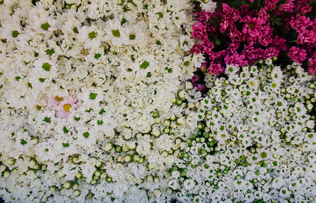 Beautiful lilac flowers for sale at the local market.の写真素材