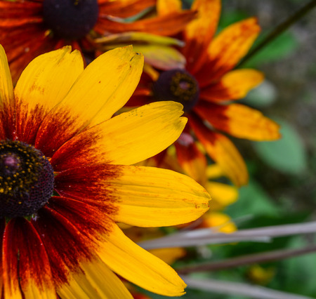 Yellow daisy flower blooming at the garden in summer day.の写真素材