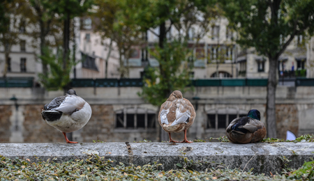 Ducks relaxing on riverbank of Seine River in Paris, France.のeditorial素材