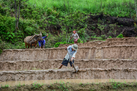 Sapa, Vietnam - May 31, 2016. Farmers with water buffaloes working on the terraced rice field in Sapa, Northern Vietnam.のeditorial素材