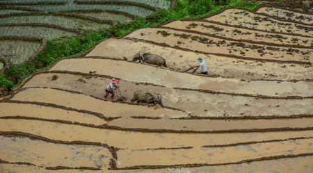Farmers with water buffaloes working on the terraced rice field in Sapa, Northern Vietnam.の写真素材