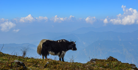 Black yak (cow) on mountain of Annapurna Range of Nepal.の写真素材