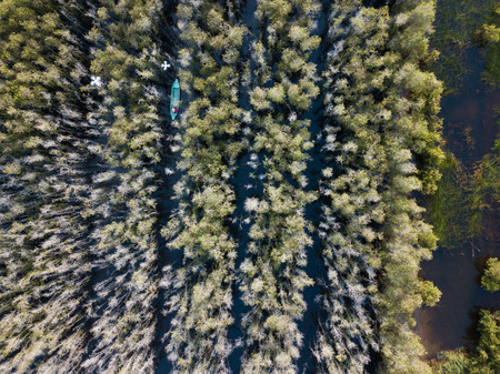 Aerial view of wooden boat at Melaleuca tree forest in Mekong Delta, Southern Vietnam. Taken by drone (flycam).の写真素材