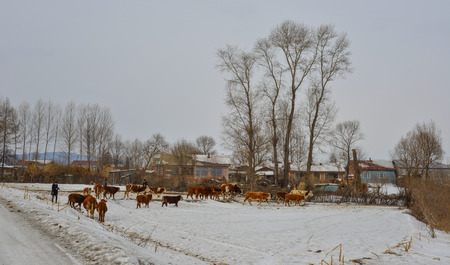 Brown long hairs cows at snow landscape in Heilongjiang Province, North of China.の写真素材