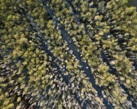 Aerial view of Melaleuca tree forest in Mekong Delta, Southern Vietnam. Taken by drone (flycam).の写真素材