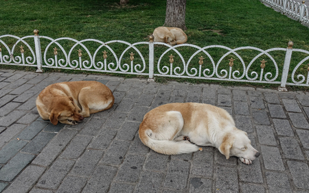 Dogs sleeping at public park in Istanbul, Turkey.の写真素材