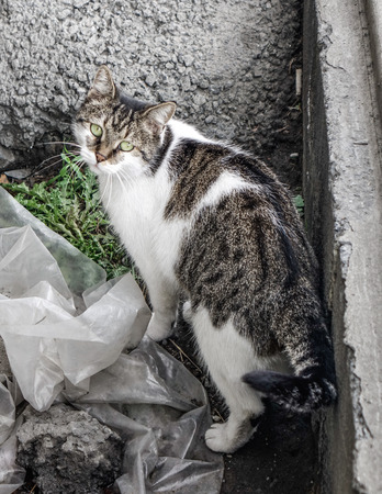 Cute cat on street at summer day in Istanbul, Turkey.の写真素材