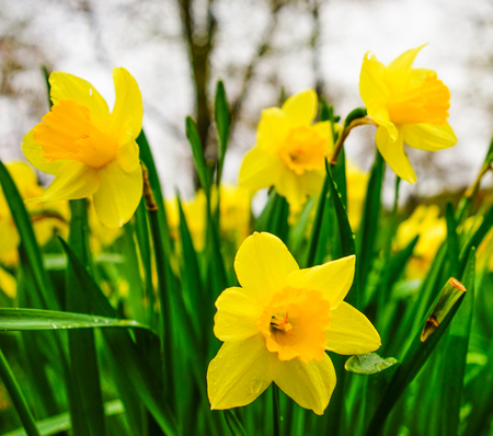 Yellow small Daffodils blooming at garden in spring.の写真素材