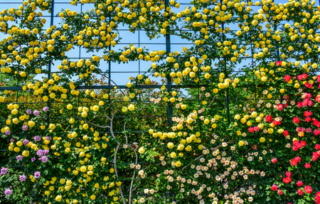 Rose garden at spring time in Tochigi, Japan.の写真素材