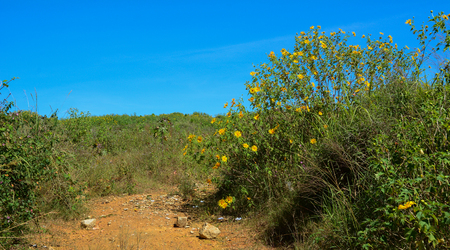 Mexican sunflowers blooming at spring time in Dalat, Vietnam.の写真素材