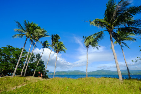 Coconut trees with beautiful sea on Coron Island, Philippines.の写真素材
