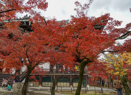 Kyoto, Japan - Nov 20, 2016. Autumn park at sunny day in Tokyo, Japan. In Japan, the natural phenomenon is called koyo or momiji, meaning red leaf at autumn.のeditorial素材