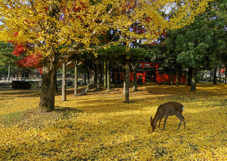 Japanese deer playing at Nara Park with red maple leaves tree on autumn season as background.のeditorial素材