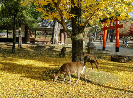 Japanese deer playing at Nara Park with red maple leaves tree on autumn season as background.のeditorial素材