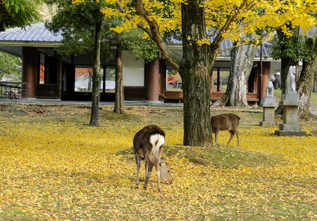 Japanese deer playing at Nara Park with red maple leaves tree on autumn season as background.のeditorial素材