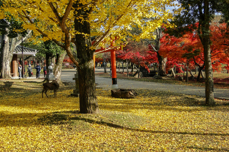 Nara, Japan - Nov 28, 2013. Japanese deer playing at Nara Park with red maple leaves tree on autumn season as background.のeditorial素材