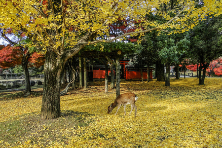 Japanese deer playing at Nara Park with red maple leaves tree on autumn season as background.のeditorial素材