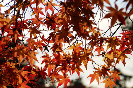 Autumn park at sunny day in Tokyo, Japan. In Japan, the natural phenomenon is called koyo or momiji,...