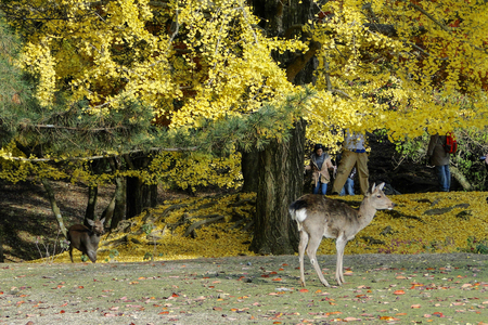 Nara, Japan - Nov 28, 2013. Japanese deer playing at Nara Park with red maple leaves tree on autumn season as background.のeditorial素材