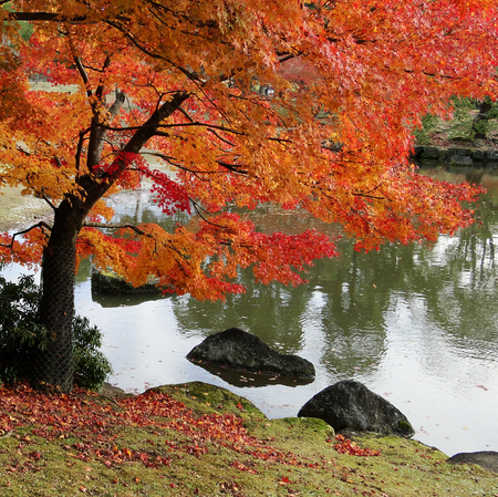 Autumn park at sunny day in Tokyo, Japan. In Japan, the natural phenomenon is called koyo or momiji, meaning red leaf at autumn.の写真素材