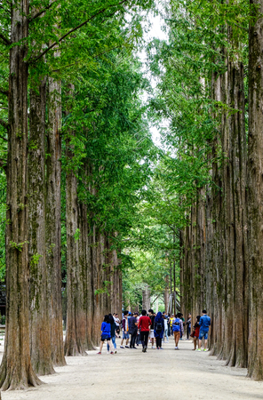 Nami, South Korea - Feb 6, 2015. People walking at the tree park on Nami Island. Namiseom is one of the most attractive tourist destinations in S. Korea.のeditorial素材