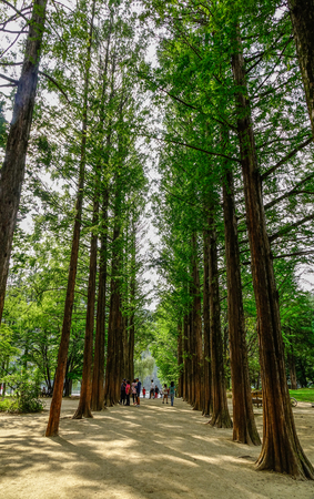 Nami, South Korea - Feb 6, 2015. People walking at the tree park on Nami Island. Namiseom is one of the most attractive tourist destinations in S. Korea.のeditorial素材