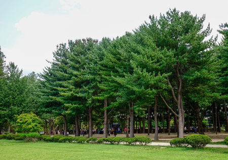 Nami, South Korea - Feb 6, 2015. People walking at the tree park on Nami Island. Namiseom is one of the most attractive tourist destinations in S. Korea.のeditorial素材