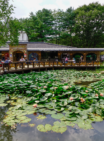 Nami, South Korea - Feb 6, 2015. White waterlily flower on the pond in botanical garden in Nami, South Korea.のeditorial素材