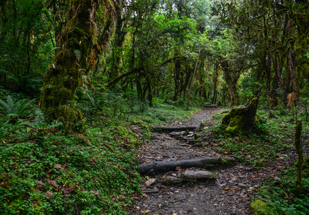 Hiking trail in green summer forest near Annapurna Massif, Nepal.の写真素材