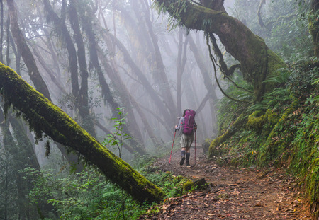 People trekking at deep forest near Annapurna Massif, Nepal.の写真素材