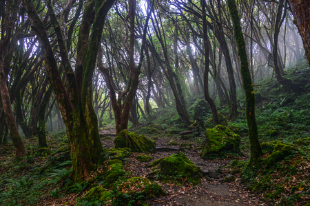 Hiking trail in green summer forest near Annapurna Massif, Nepal.の写真素材