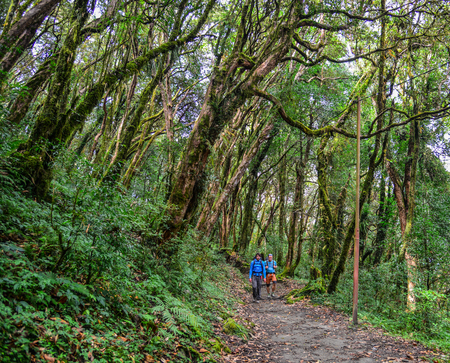 Pokhara, Nepal - Oct 21, 2017. People trekking at deep forest near Annapurna Massif, Nepal.のeditorial素材