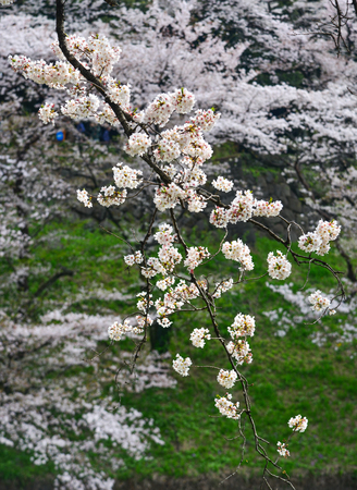 Cherry blossom at sunny day in Tokyo, Japan.の写真素材