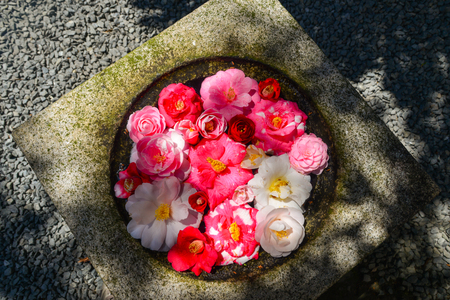 Camellia flowers floating on the stone pot for decorations in Buddhist pagoda.の写真素材