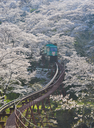 Fukushima, Japan - Apr 15, 2019. Slope car passing Sakura Tunnel at Funaoka Castle Ruin Park in Fukushima, Japan.のeditorial素材