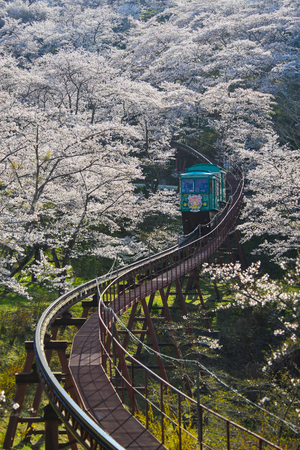 Fukushima, Japan - Apr 15, 2019. Slope car passing Sakura Tunnel at Funaoka Castle Ruin Park in Fukushima, Japan.のeditorial素材