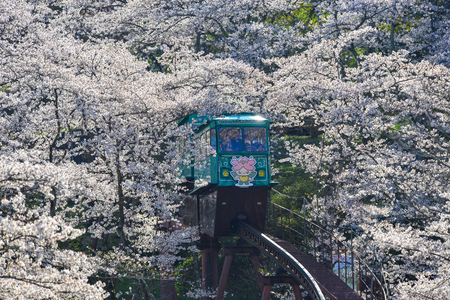 Fukushima, Japan - Apr 15, 2019. Slope car passing Sakura Tunnel at Funaoka Castle Ruin Park in Fukushima, Japan.のeditorial素材