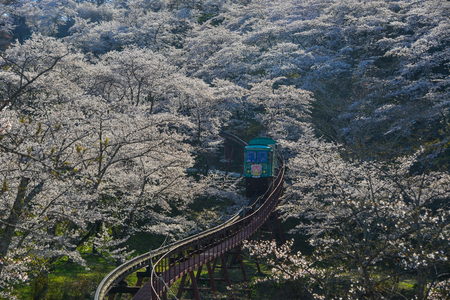 Fukushima, Japan - Apr 15, 2019. Slope car passing Sakura Tunnel at Funaoka Castle Ruin Park in Fukushima, Japan.のeditorial素材