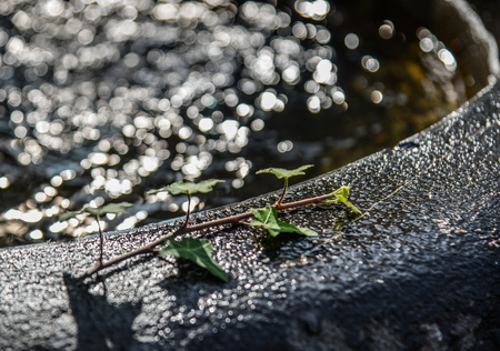 Green leaves on water sink with sun light. Nature background.の写真素材
