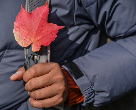 Hand holding red leaf in autumn. Nature background.