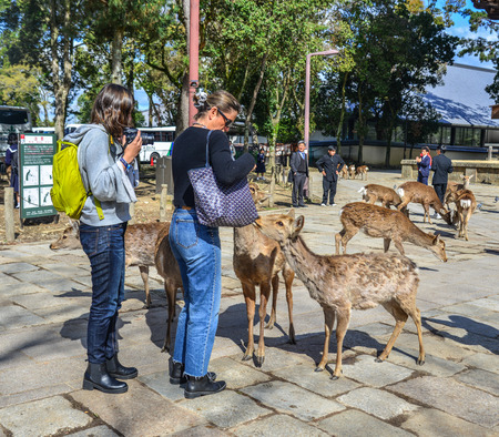 Nara, Japan - Apr 10, 2019. People playing with the sacred deers at sunny day in Nara, Japan.のeditorial素材